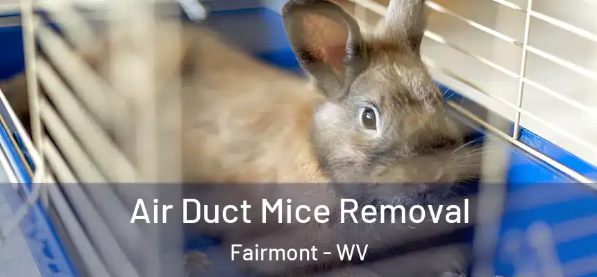  Air Duct Mice Removal Fairmont - WV